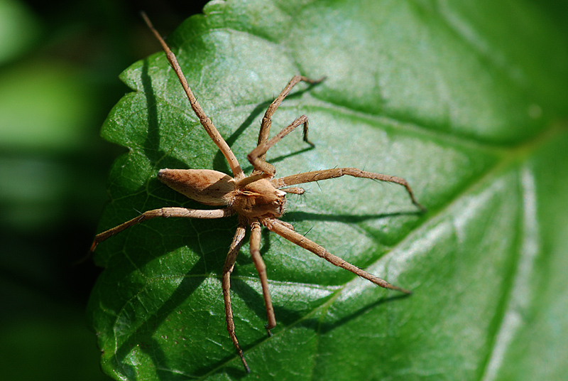 Pisaura cf. mirabilis